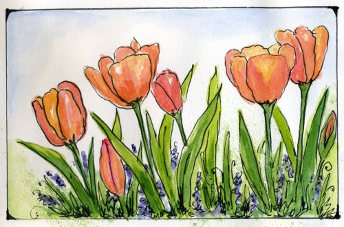 Watercolor Flower Art:Tulips from the Thanksgiving Point Tulip Festival in my watercolor flower journal-myflowerjournal,.com