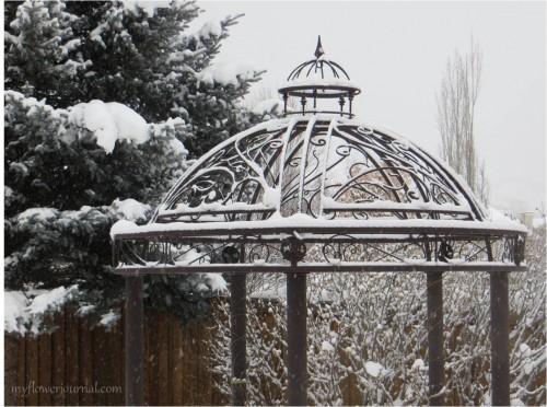 Mother Nature turns our Utah backyard into a winter wonderland-myflowerjournal Mother Nature turns our Utah backyard into a winter wonderland-myflowerjournal