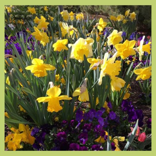 Inspiration photo taken at the gardens at Temple Square in Salt Lake City for Daffodil Splattered Paint Flower Art from myflowerjournal