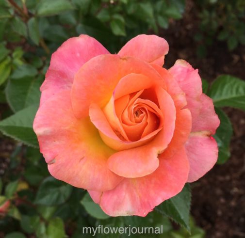 This close up of rose is one of many flower photos I have taken while traveling to use as inspiration for watercolor flowers added to splattered paint-myflowerjournal.com