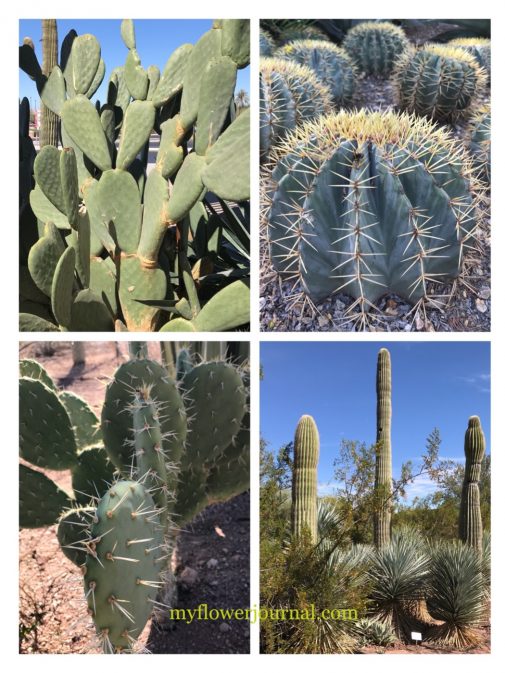 Inspiration photo to help you add desert cactus to your splattered paint flower art. myflowerjournal.com