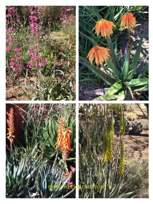 Use these photos from the Desert Botanical Garden to help you add watercolor cactus to your splattered paint flower art. myflowerjournal.com