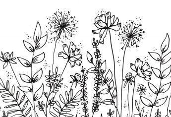 My Botanical Line Drawings and Doodles