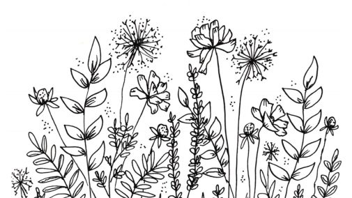 My Botanical Line Drawings