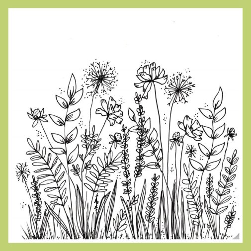 Wild flower botanical line drawings