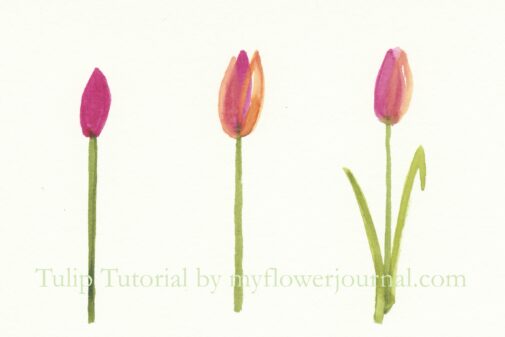 Use this easy watercolor tulip tutorial to create beautiful spring art from myflowerjournal.com
