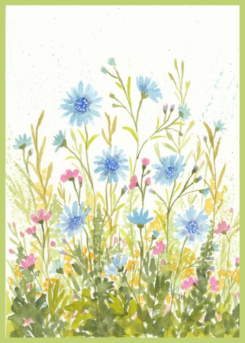 Chicory and wildflowers in watercolor